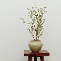A minimalist interior photograph featuring a delicate, thin-branched green plant with small leaves in a round, olive-green ceramic pot. The pot sits on a dark, rustic wooden pedestal or stool against a clean, solid white wall. The composition is simple and modern, with soft, natural lighting. - Home in San Francisco, CA